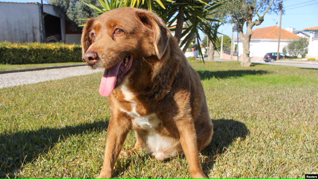 吉尼斯世界纪录调查“世界最年长的狗” Guinness World Records Investigates ‘World’s Oldest Dog’